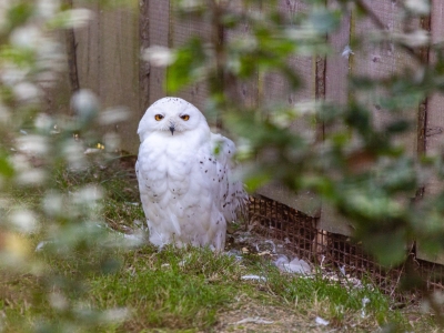 Sneeuwuil - De Zonnegloed - Dierenpark - Dieren opvangcentrum - Sanctuary